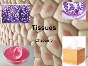 Tissues Chapter 5 What Are Tissues Groups of