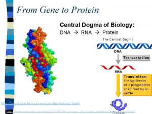 From Gene to Protein Central Dogma of Biology