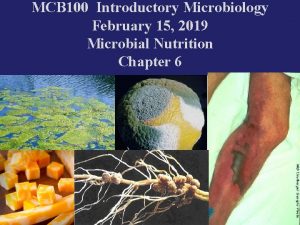 MCB 100 Introductory Microbiology February 15 2019 Microbial