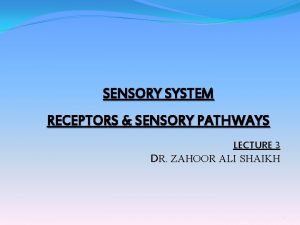 SENSORY SYSTEM RECEPTORS SENSORY PATHWAYS LECTURE 3 DR