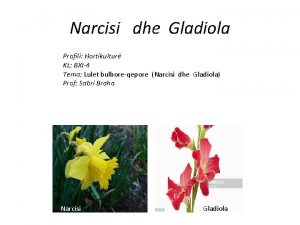 Narcisi dhe Gladiola Profili Hortikultur KL BXI4 Tema