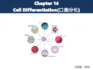 Chapter 14 Cell Differentiation 2016 Introduction cell numbers