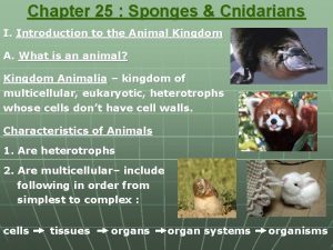 Chapter 25 Sponges Cnidarians I Introduction to the
