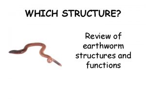 WHICH STRUCTURE Review of earthworm structures and functions