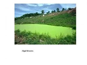 Algal blooms WATER POLLUTION TYPES OF WATER POLLUTIONCHEMICALS