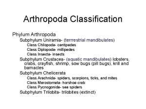 Arthropoda Classification Phylum Arthropoda Subphylum Uniramia terrrestrial mandibulates