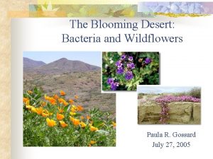 The Blooming Desert Bacteria and Wildflowers Paula R