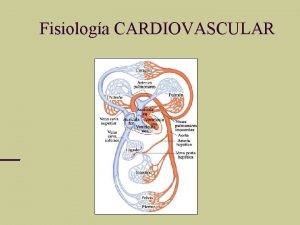 Fisiologa CARDIOVASCULAR Anatoma bsica del sistema cardiovascular El