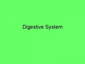 Digestive System Functions Digestion mechanical and chemical breakdown