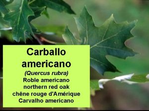 Carballo americano Quercus rubra Roble americano northern red