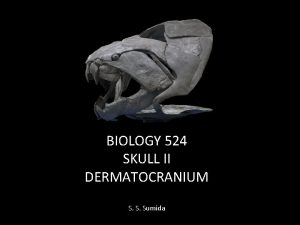 BIOLOGY 524 SKULL II DERMATOCRANIUM S S Sumida