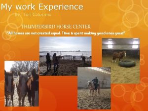 My work Experience By Tori Colosimo THUNDERBIRD HORSE