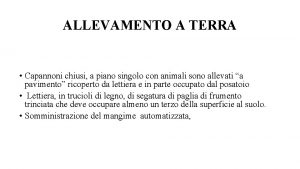 ALLEVAMENTO A TERRA Capannoni chiusi a piano singolo