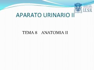 APARATO URINARIO II TEMA 8 ANATOMIA II Uretra