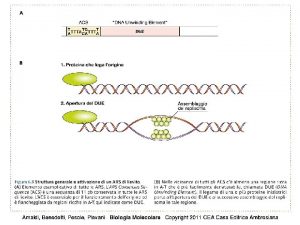 Origini di replicazione Watson et al BIOLOGIA MOLECOLARE