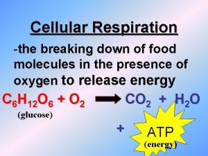 Cellular Respiration the breaking down of food molecules