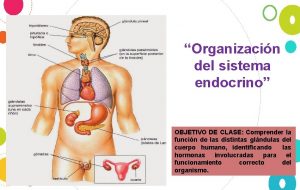 Organizacin del sistema endocrino OBJETIVO DE CLASE Comprender