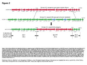 Figure 2 Ancestral recombination event depicting Streptococcus pyogenes