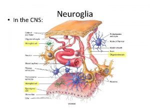 In the CNS Neuroglia In the PNS Neuroglia
