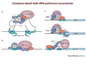 Complessi basali delle RNA polimerasi eucariotiche Attivazione della