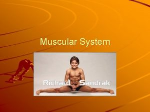 Muscular System Functions of the Muscular System Functions