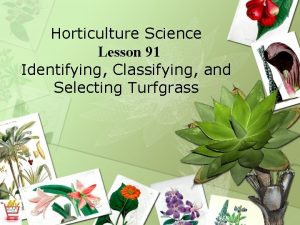 Horticulture Science Lesson 91 Identifying Classifying and Selecting