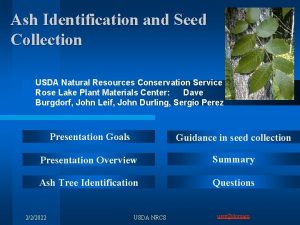 Ash Identification and Seed Collection USDA Natural Resources