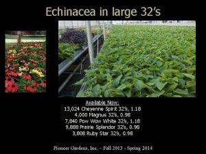 Echinacea in large 32s Available Now 13 024