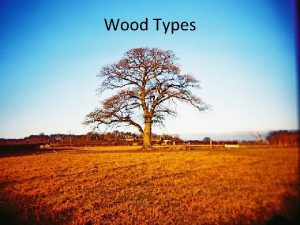 Wood Types Softwoods Larch Most softwood trees have