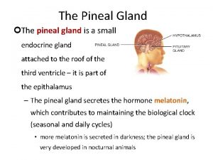 The Pineal Gland The pineal gland is a