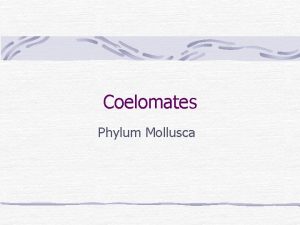 Coelomates Phylum Mollusca Phylum MOLLUSCA Mollusks Mollusca soft