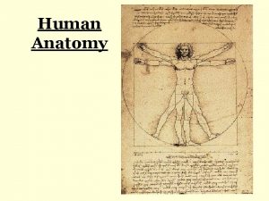 Human Anatomy Major Systems Integumentary Skeletal Muscular Digestive