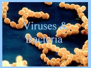 Viruses Bacteria What is a virus Viruses are
