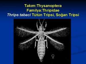 Takm Thysanoptera Familya Thripidae Thrips tabaci Ttn Tripsi