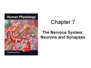 Chapter 7 The Nervous System Neurons and Synapses