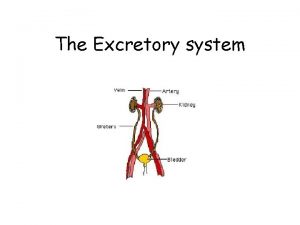 The Excretory system Functions of the Excretory System