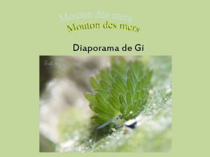 Diaporama de Gi Admirez le mouton des mers