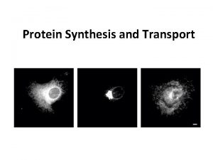 Protein Synthesis and Transport Protein Problems Human Diseases