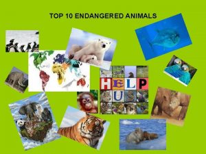 TOP 10 ENDANGERED ANIMALS SIBERIAN TIGER HABITAT eastern