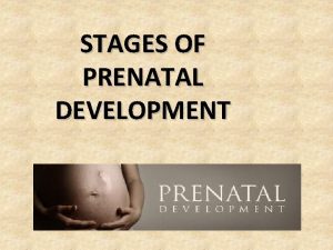STAGES OF PRENATAL DEVELOPMENT PRENATAL The term prenatal