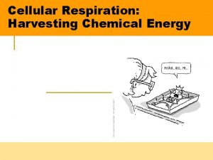 Cellular Respiration Harvesting Chemical Energy n n All