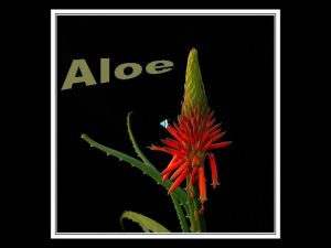 Aloe tambin llamado loe sbila o Alo es