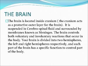 THE BRAIN The brain is located inside cranium