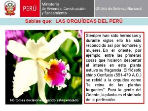 Sabas que LAS ORQUDEAS DEL PER No tomes