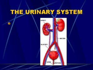 THE URINARY SYSTEM FUNCTIONS OF THE URINARY SYSTEM