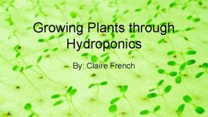 Growing Plants through Hydroponics By Claire French What