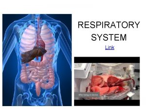 RESPIRATORY SYSTEM Link PRIMARY FUNCTIONS Exchange gases oxygen