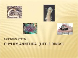 Segmented Worms PHYLUM ANNELIDA LITTLE RINGS CHARACTERISTICS OF