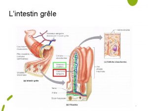 Lintestin grle 1 Lintestin grle Dcomposition de tous