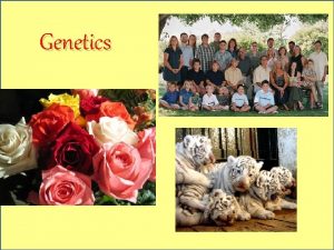 Genetics What is genetics Genetics has to do